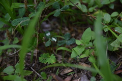 Porphyrosela minuta