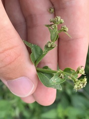 Mirabilis nyctaginea