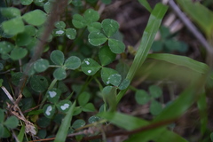 Porphyrosela minuta
