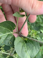 Mirabilis nyctaginea