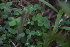 Porphyrosela minuta