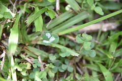 Porphyrosela minuta