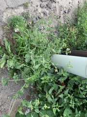 Mirabilis nyctaginea