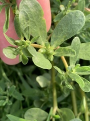 Portulaca oleracea