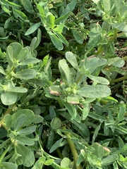Portulaca oleracea