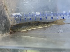 Pantosteus platyrhynchus