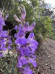 Penstemon platyphyllus