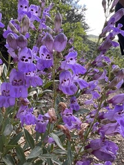 Penstemon platyphyllus