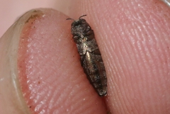Agrilus politus