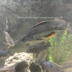 Dimidiochromis compressiceps
