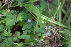 Porphyrosela minuta