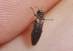 Agrilus politus