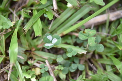 Porphyrosela minuta