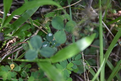 Porphyrosela minuta
