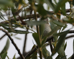 Vireo bellii pusillus