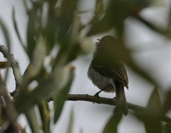 Vireo bellii pusillus
