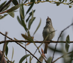 Vireo bellii pusillus