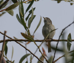 Vireo bellii pusillus