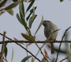 Vireo bellii pusillus