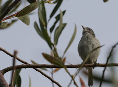 Vireo bellii pusillus