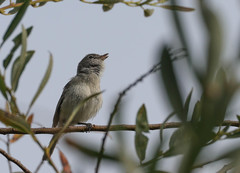 Vireo bellii pusillus