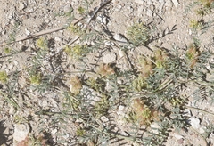 Astragalus lentiginosus albifolius