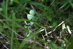 Porphyrosela minuta