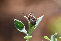 Triepeolus subnitens