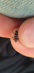 Phymatodes nitidus