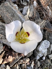 Calochortus nuttallii