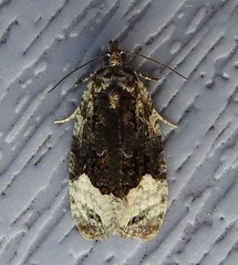 Apotomis funerea
