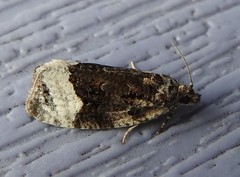 Apotomis funerea