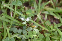 Porphyrosela minuta