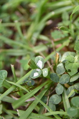 Porphyrosela minuta