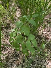 Angelica gmelinii