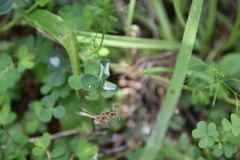 Porphyrosela minuta