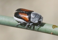 Coleorozena vittata
