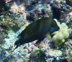 Ctenochaetus striatus