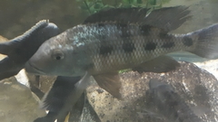 Fossorochromis rostratus