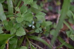Porphyrosela minuta