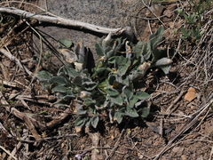 Viola purpurea aurea