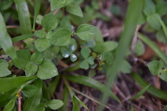 Porphyrosela minuta