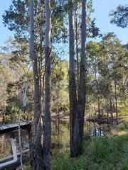 Corymbia tessellaris