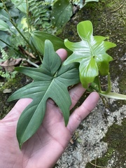 Philodendron pedatum