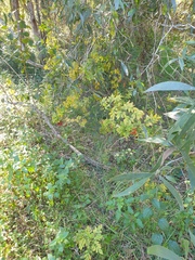Solanum seaforthianum