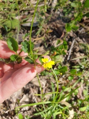 Goodenia rotundifolia
