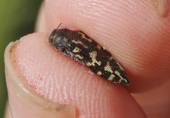 Acmaeodera acuta