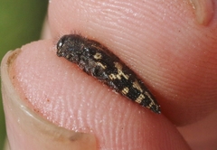 Acmaeodera acuta