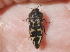 Acmaeodera acuta