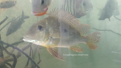 Geophagus altifrons